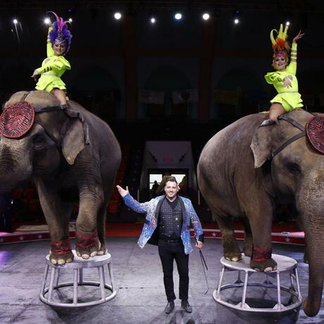 Carden International Circus